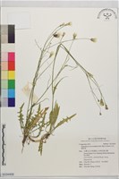 白花貓兒菊藏品圖，第1張