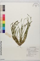 庭菖蒲藏品圖，第1張