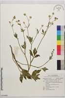 水辣菜、禺毛茛藏品圖，第1張