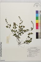 光風輪、塔花藏品圖，第1張