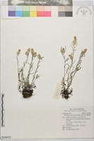 直莖鼠麴草藏品圖，第1張