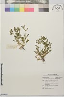 翅果假吐金菊藏品圖，第1張