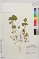 銅錢草藏品圖，第1張