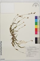 牛軛草藏品圖，第1張