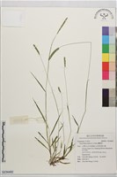 囊穎草藏品圖，第1張