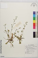 佛氏通泉草藏品圖，第1張
