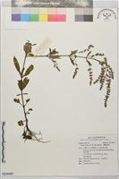 節毛鼠尾草、賴斷頭草藏品圖，第1張