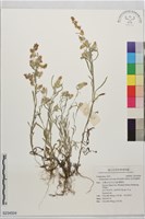 直莖鼠麴草藏品圖，第1張