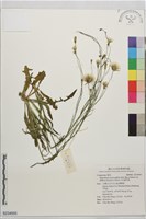 白花貓耳菊藏品圖，第1張