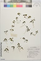 山桔梗藏品圖，第1張