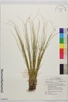 阿里山燈心草藏品圖，第1張