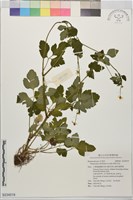 鉤柱毛茛藏品圖，第1張