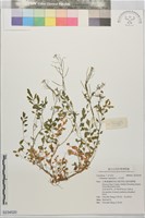水花菜藏品圖，第1張