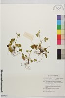鹿場毛茛藏品圖，第1張