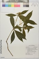 日本茵芋，深山茵芋藏品圖，第1張
