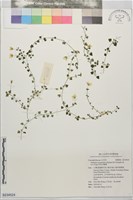 阿里山繁縷藏品圖，第1張