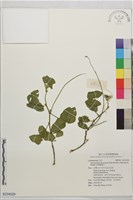 苞葉賽芻豆藏品圖，第1張