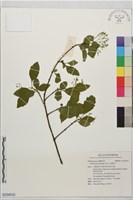 臭黃荊藏品圖，第1張