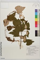 基隆葡萄藏品圖，第1張
