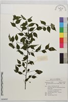 燈稱花、烏雞骨藏品圖，第1張