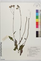 紅鳳菜藏品圖，第1張