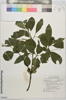厚葉衛矛, 源一木藏品圖，第1張