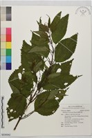 臺灣苧麻藏品圖，第1張