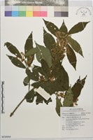 銳葉紫珠藏品圖，第1張