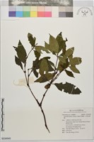 草珊瑚、紅果金粟蘭藏品圖，第1張