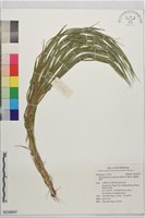 基隆短柄草藏品圖，第1張