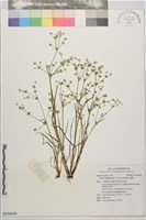 錢蒲藏品圖，第1張