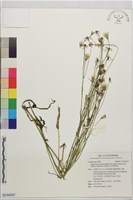 白花貓耳菊藏品圖，第1張