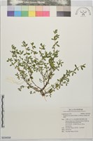 雞眼草藏品圖，第1張