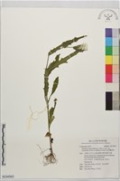 粗毛饑荒草藏品圖，第1張