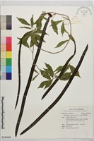 貓爪藤藏品圖，第1張