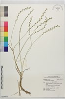黑麥草藏品圖，第1張