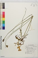 貓兒菊藏品圖，第1張