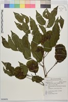 印度紫檀、青龍木藏品圖，第1張