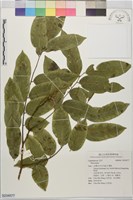 登錄號:S234577藏品圖，第1張