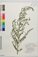 土荊芥藏品圖，第1張