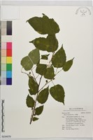 小桑樹藏品圖，第1張