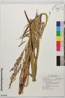 詹森草、強生草藏品圖，第1張
