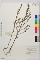 小花月見草藏品圖，第1張