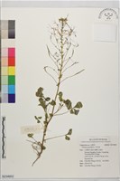 白花菜藏品圖，第1張