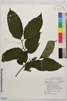中原氏鼠李藏品圖，第1張