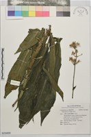 杜若藏品圖，第1張