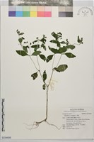 豨薟藏品圖，第1張