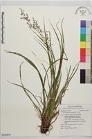 束草、莎草藏品圖，第1張