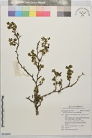 臺灣茶藨子藏品圖，第1張