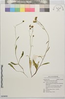 森氏山柳菊藏品圖，第1張